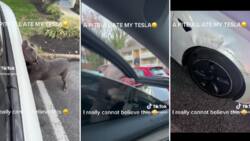 Pit bull eats Tesla in viral video online, netizens horrified at the aggression: "Must have been terrifying"
