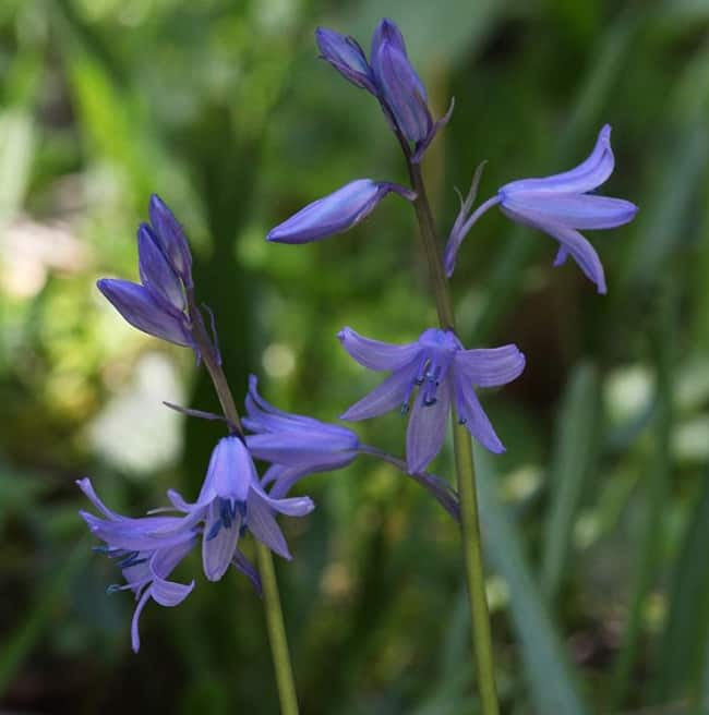 list-of-indigenous-medicinal-plants-of-south-africa