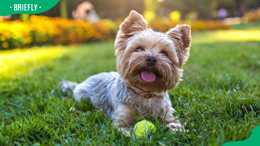 Yorkshire Terrier dog breed