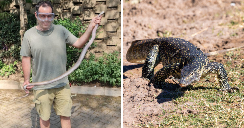 Nile monitor lizard, reptile, Nick Evans, snake wrangler, lizard, dangerous creature, rescue, Durban