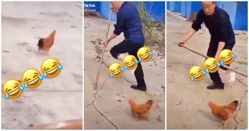 Chicken copies man, man hopping on one leg, funny chicken and man video