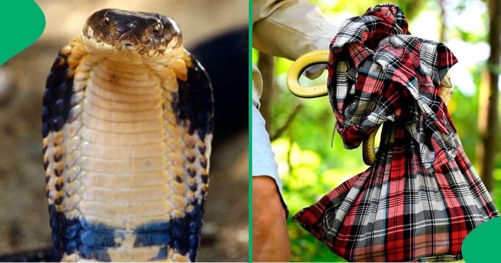 Daring snake rescuer catches deadly king cobra in toilet