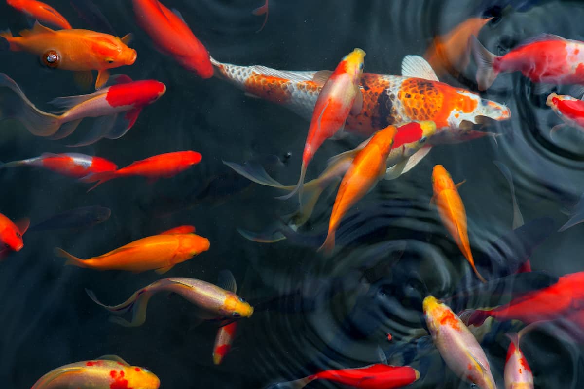 The Most Expensive Koi Fish In The World! 