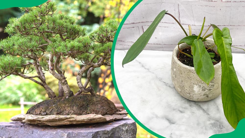 The Bonsai pine on a rock and the Philodendron joepii plant in a clay pot
