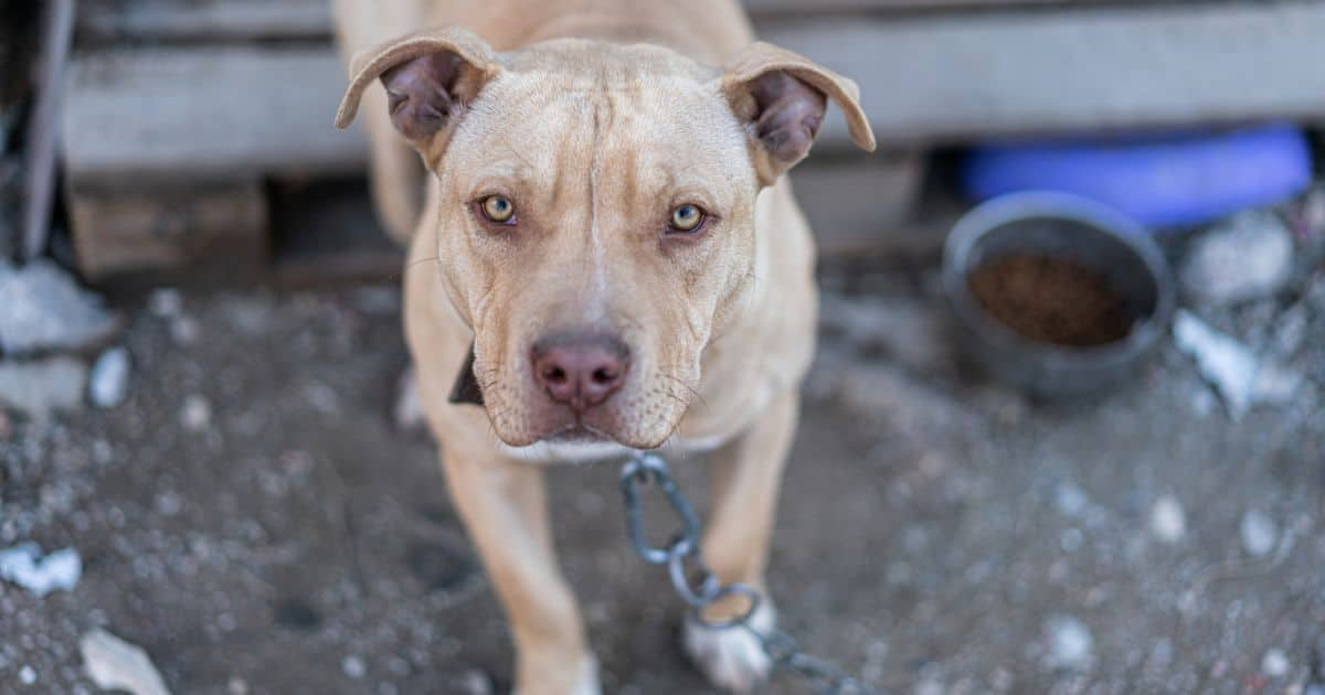 Over 120k South Africans Sign Petition To Ban Pit Bulls Says Owners   8942834a02cc0c15 