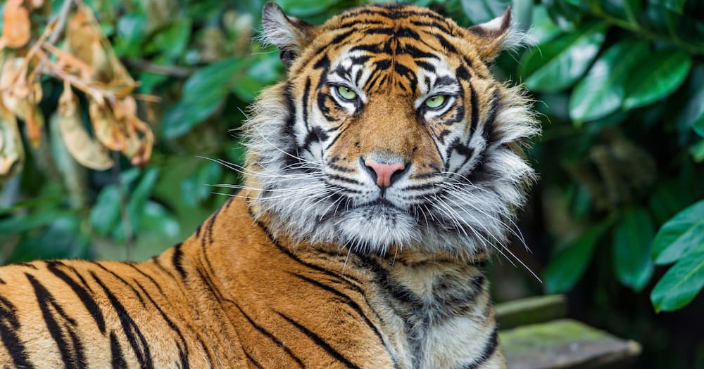 Sheba the tiger euthanised