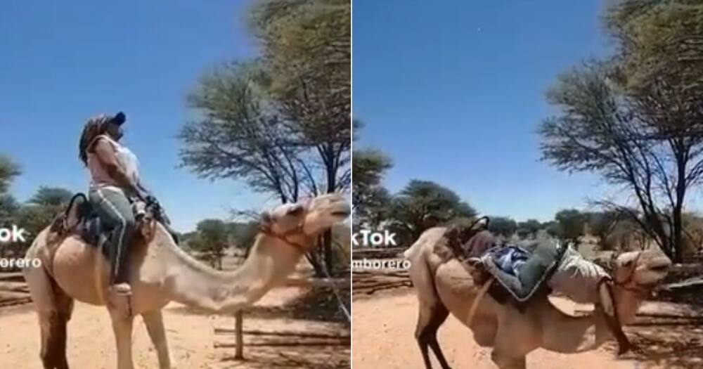 Camel ride in Bostwana ends in mess in TikTok