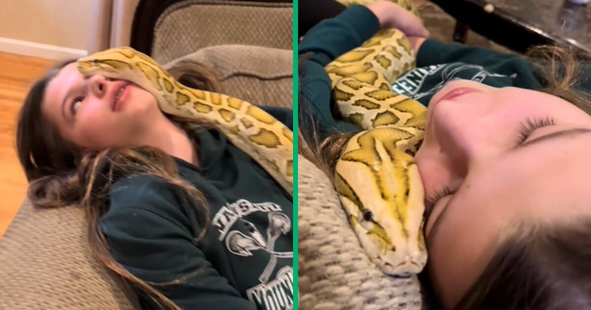 Video of girl fearlessly playing with giant snake shocks netizens