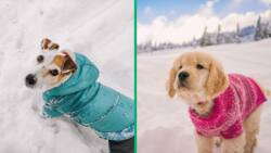 Snow in SA has pet-owner dressing dogs in blankets, funny TikTok video highlights cold weather