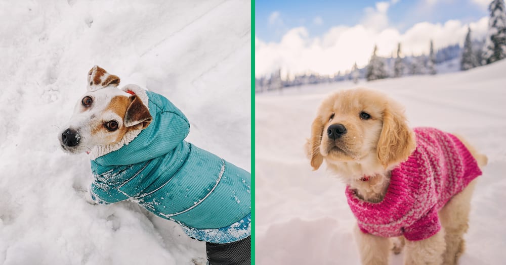 Dogs wearing jackets in the snow.