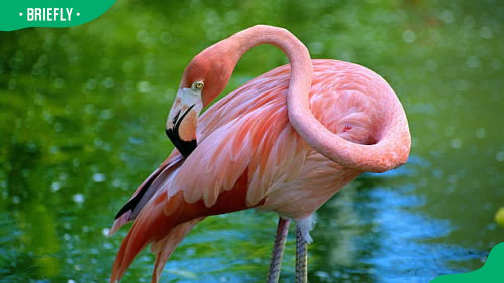 Flamingo wading in water