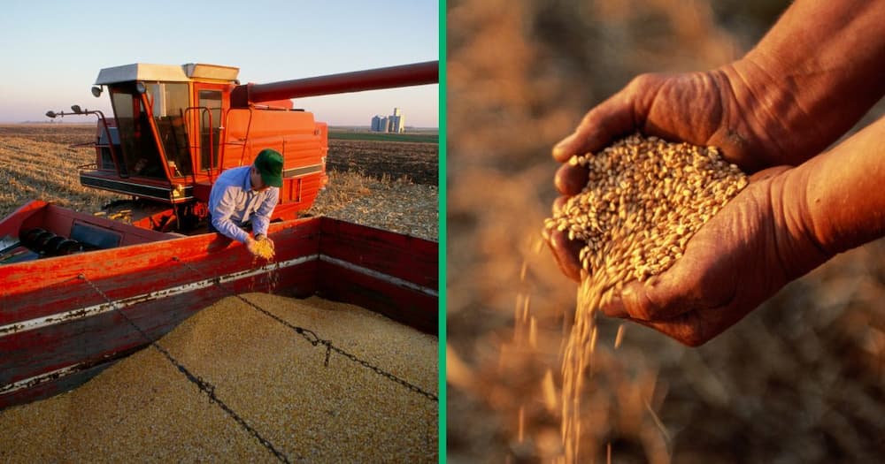 Grain is a staple in many African countries Grain is a staple in many African countries