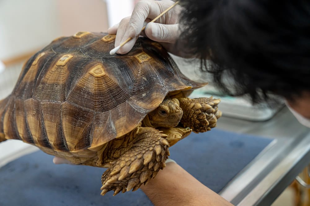 A Sulcata Tortoise or African spurred tortoise during a veterinary examination
