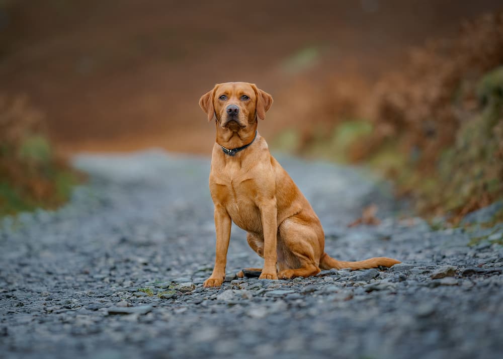 Portrait of labrador retriever on road, Coniston, United Kingdom, UK.