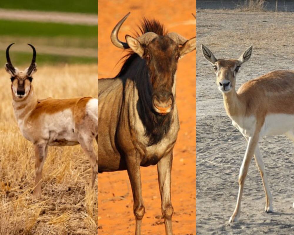 fastest land animals