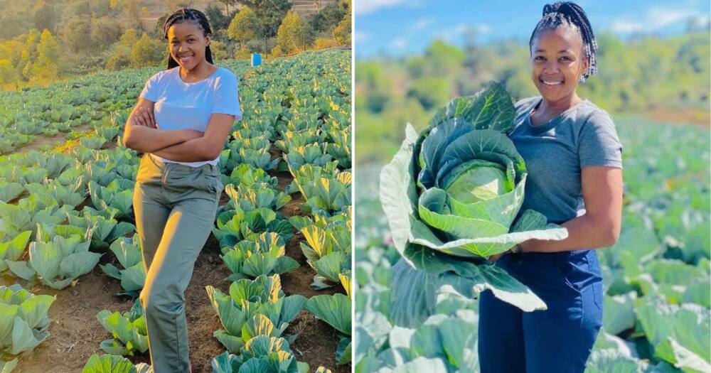 farmer, KZN, agriculture, vegetable farming, UNISA, student, stunner, business farmer, KZN, agriculture, vegetable farming, UNISA, student, stunner, business