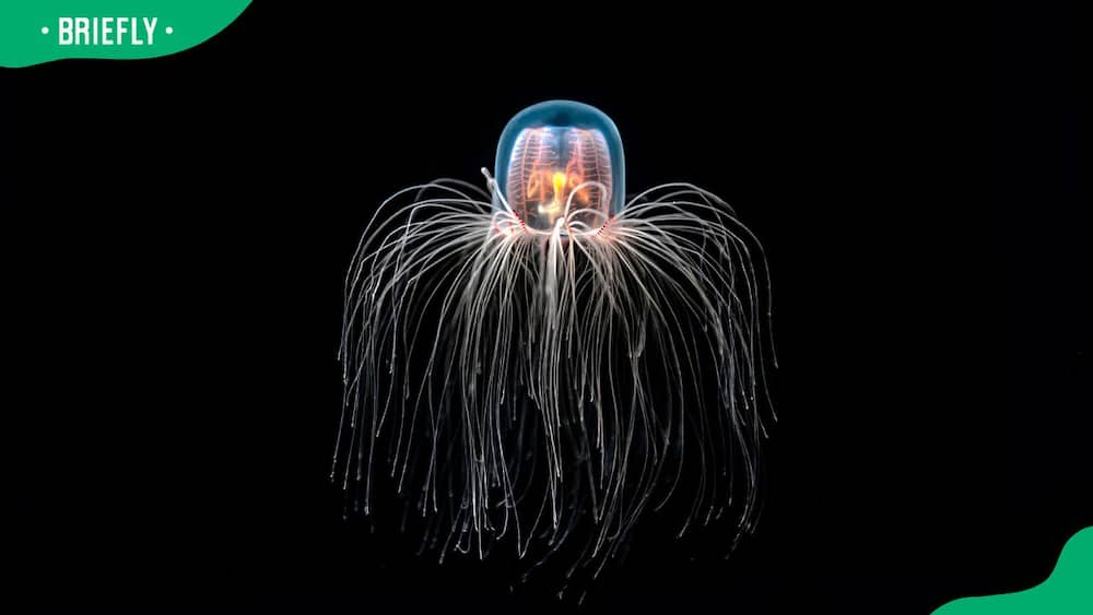 An immortal jellyfish on a black background