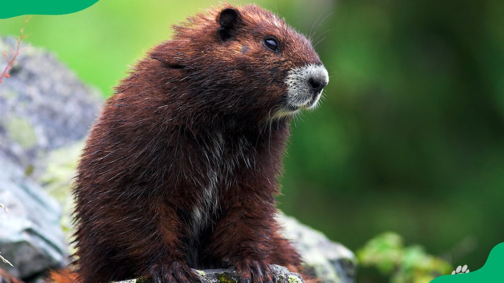 Vancouver Island Marmot