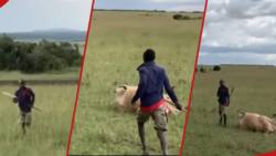 Maasai warrior bravely chases majestic lion found caught eating his cow: Video goes viral