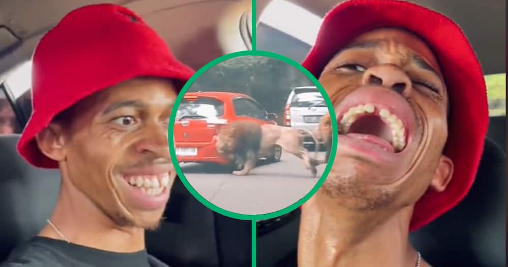 African comedian William Last's recent TikTok video has taken the internet by storm, featuring a hilarious skit involving a lion
