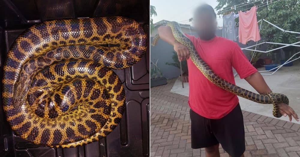 Anaconda, Phoenix, Durban, South Africa