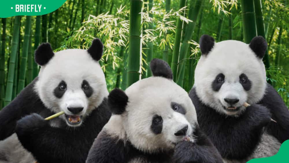 Three giant panda bears