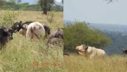 Rare white buffalo spotted in Tanzanian National Park leaves hundreds of tourists amazed by the natural wonder