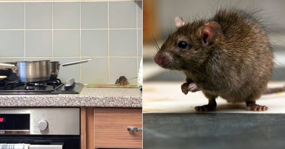 Mouse found in UK woman's home