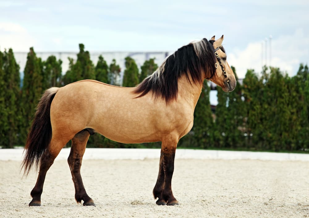Which is the largest kind of horse?