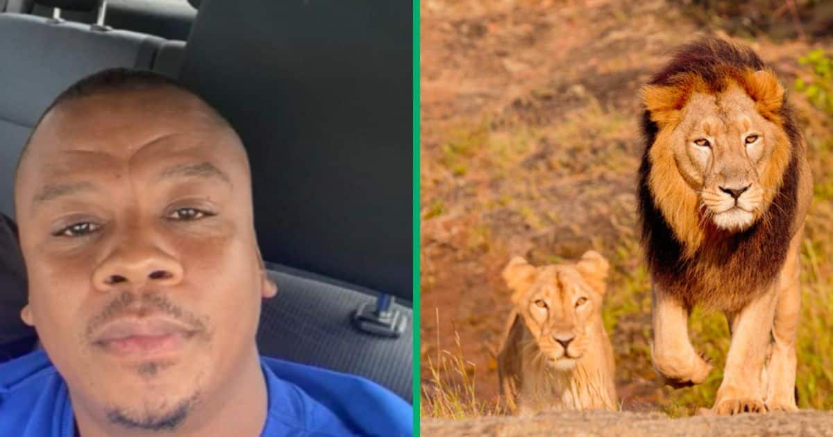 Lol: Man plays with glass caged lion in Limpopo, moment captured in TikTok video