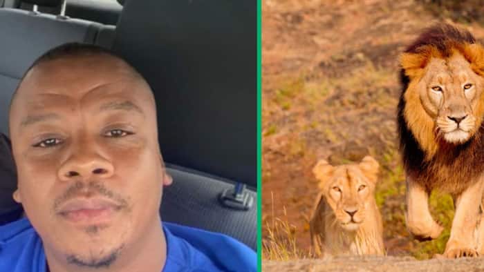 Limpopo man plays with lion at game lodge in TikTok video, Mzansi jokes