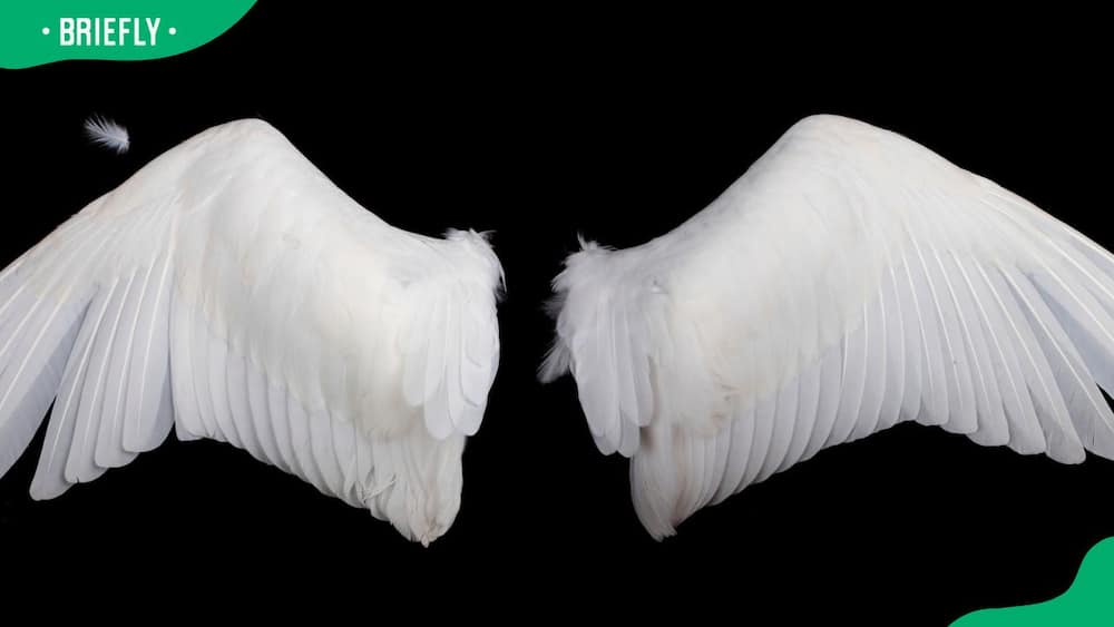 A pair of white wings
