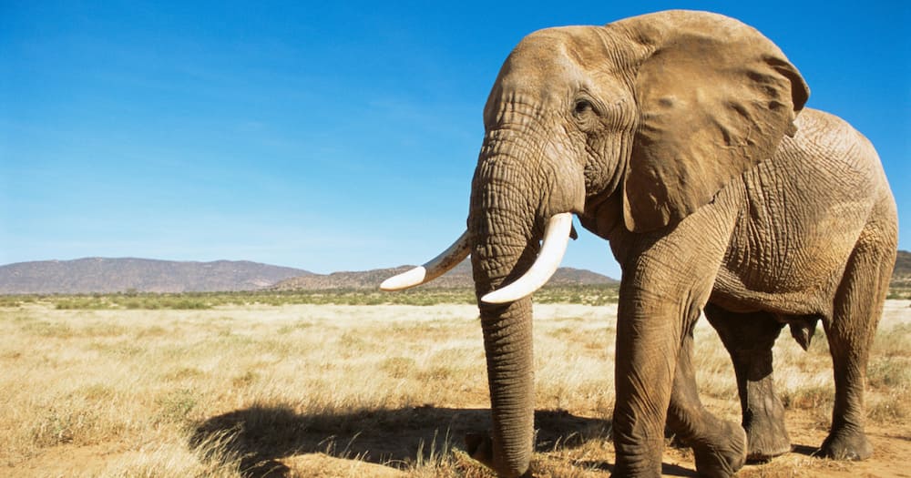 Elephant, Poacher, Kruger National Park, Trampled, Death