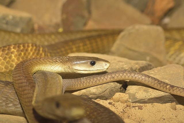 What poisonous snakes are in South Africa?