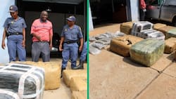 Limpopo police's Burgersfort operation seizes R3 million worth of dagga, surprising Mzansi