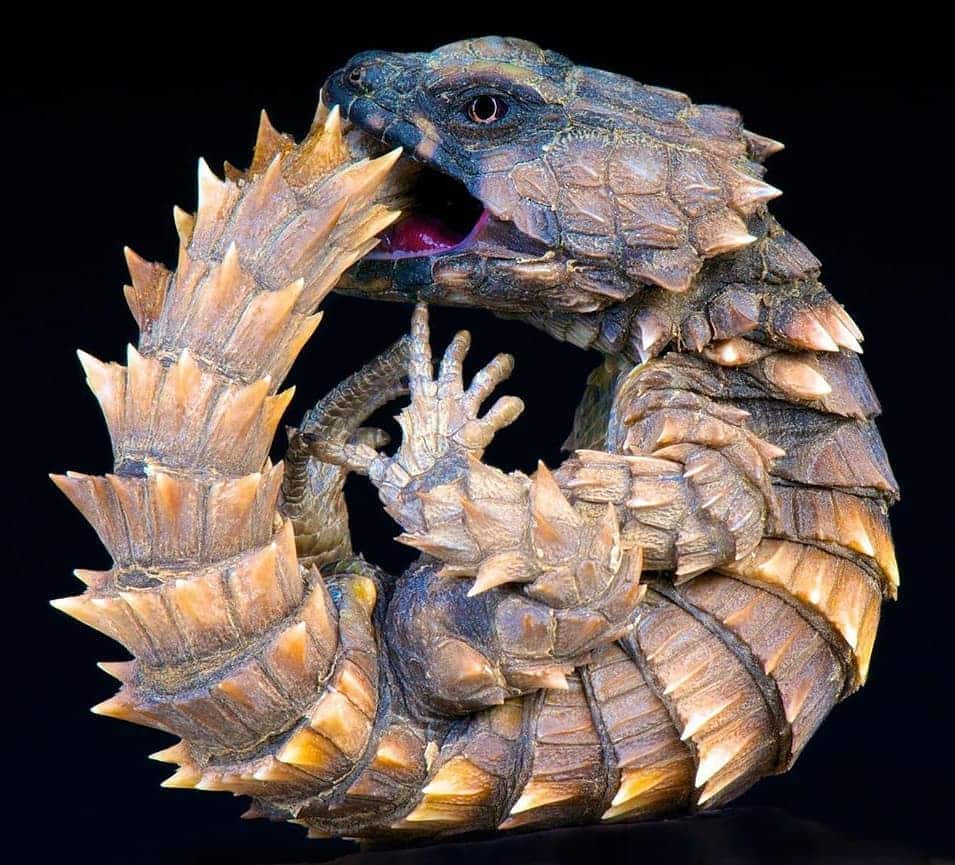 armadillo lizard pets armadillo lizard pets