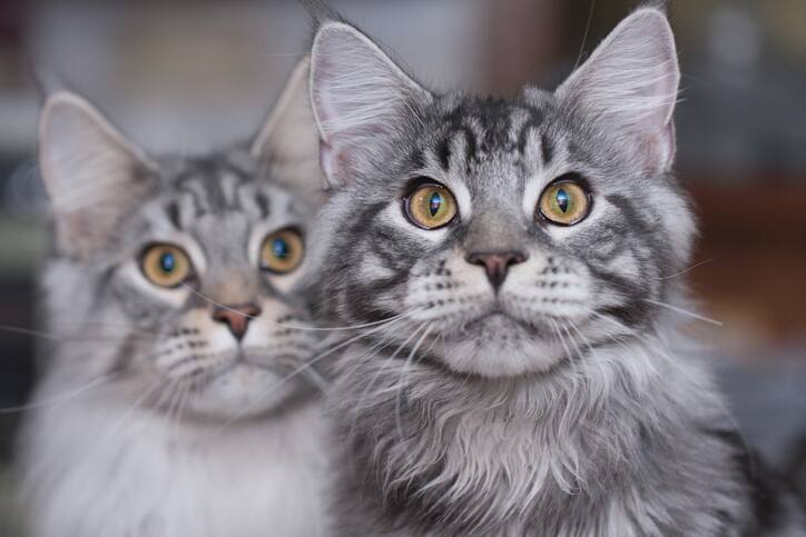 Two Maine Coon cat siblings