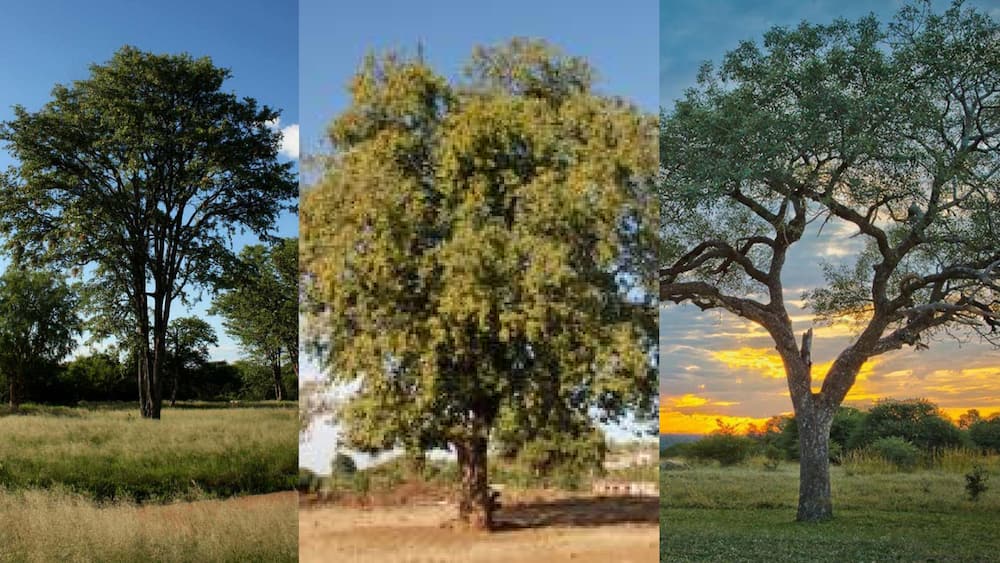 Native trees of South Africa