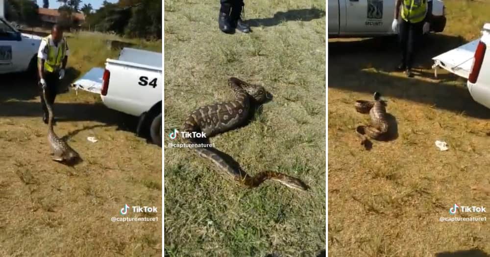 A TikTok account named @capturenature1 shared a video showing the huge snake that just ate a monkey