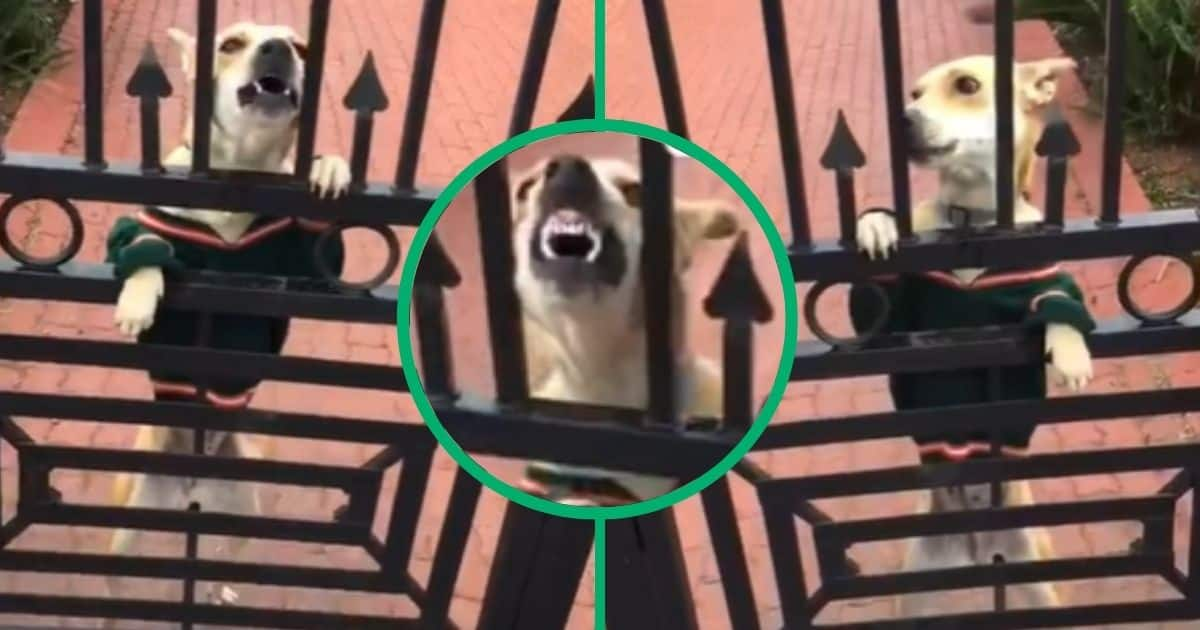 Dog jumping over fence funny video hot sale