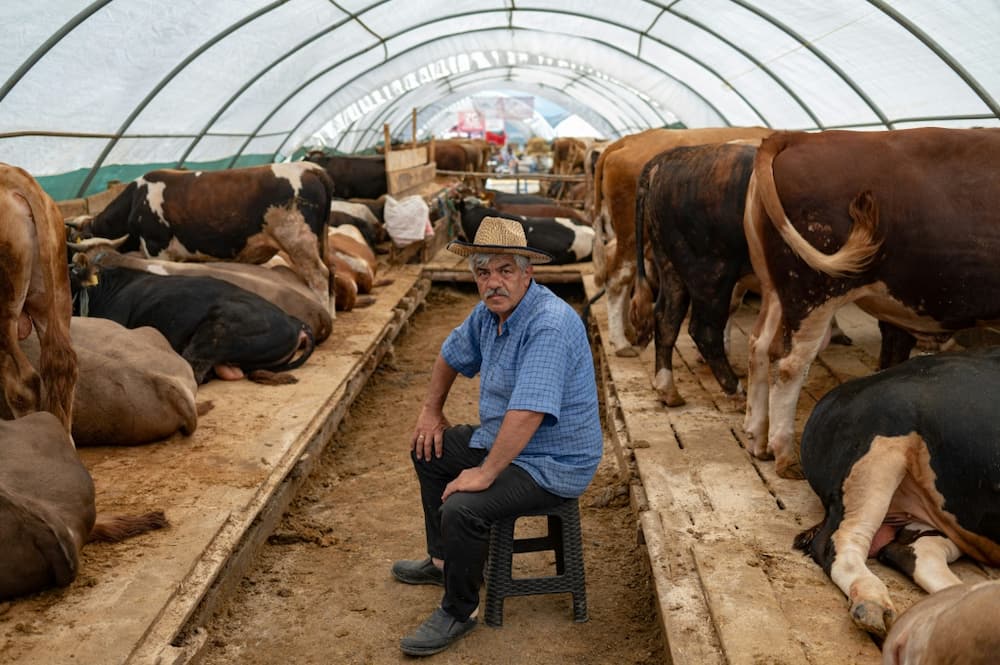 Istanbul merchants are selling far fewer animals for the Muslim festival of sacrifice because of Turkey's economic crisis Istanbul merchants are selling far fewer animals for the Muslim festival of sacrifice because of Turkey's economic crisis