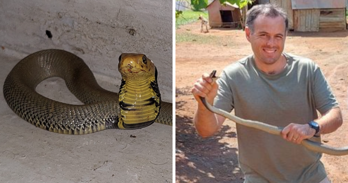 Nick Evans Captures 3 Mozambican Spitting Cobras in 1 Day, All Found in ...