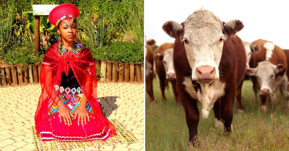 Zulu bride and cattle for lobola