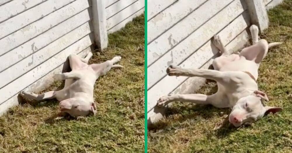 A pit bull dog who was supposed to guard the house slept instead