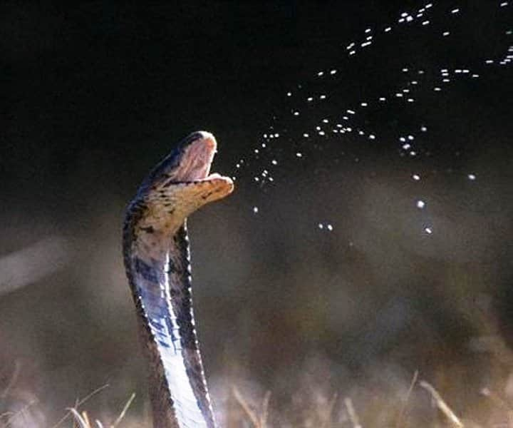 snakes of South Africa identification