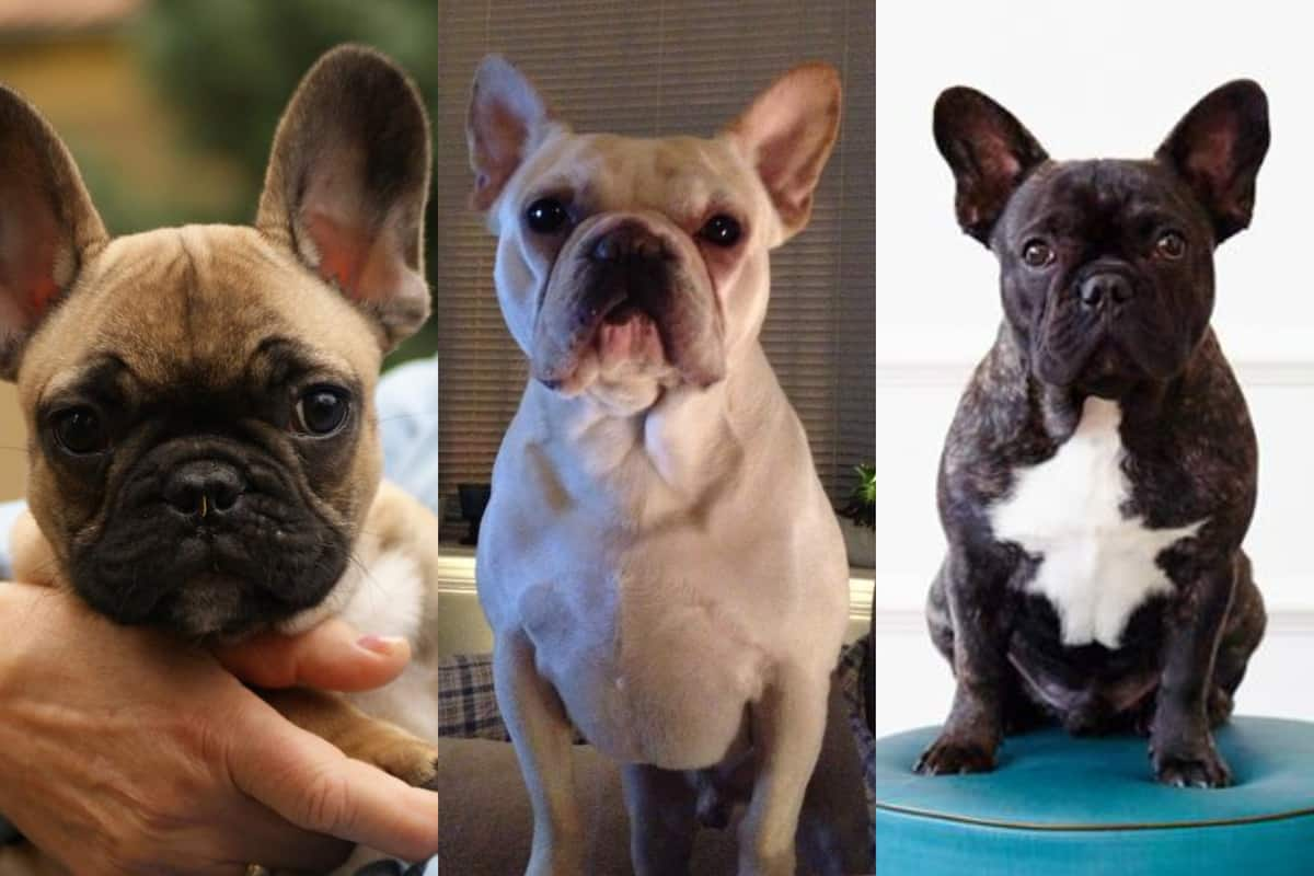 list-7-most-expensive-french-bulldog-best-don-t-miss-bss-news