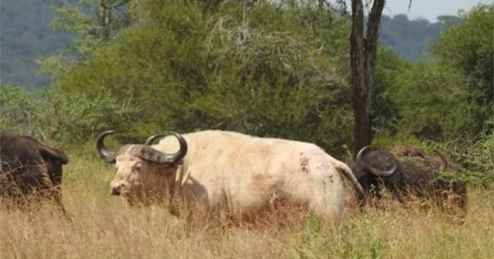 Rare White Buffalo Spotted in Tanzanian National Park, Attracts Tourists