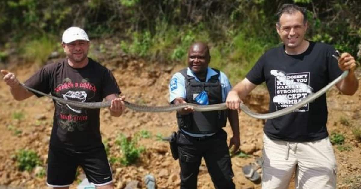 Snake Catcher Nick Evans Rescues 4 Black Mambas Including 1 Pregnant ...