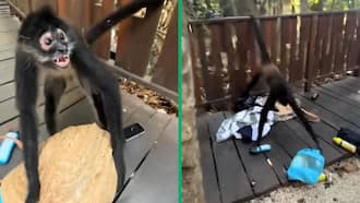 "As long as you don't grab my wallet": Woman fights with monkey after it snatches her bag