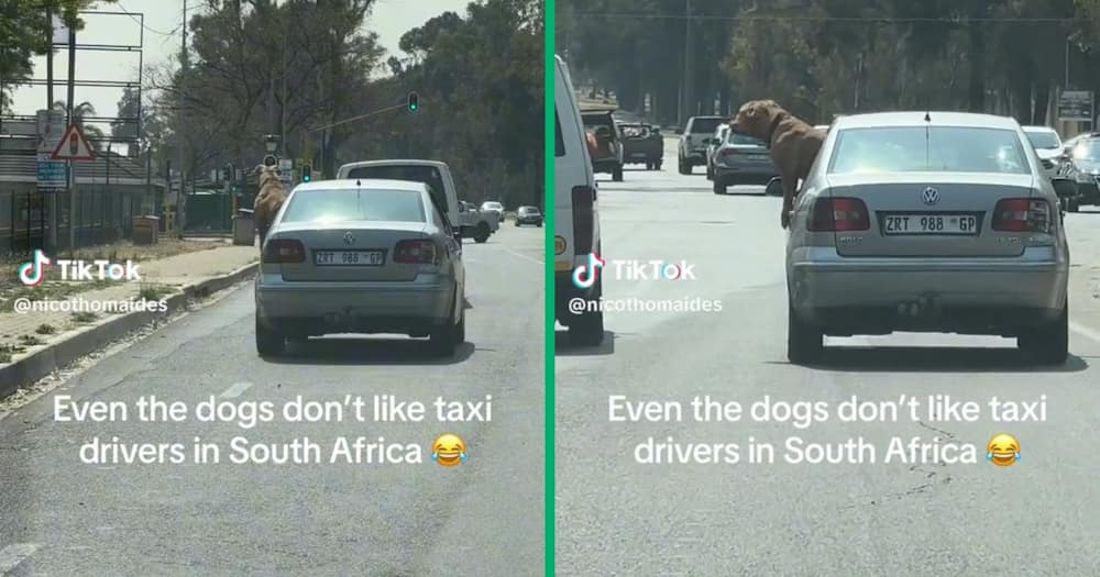 A pit bull barked at a taxi driver